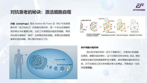 亞精胺全球穩定生產廠家高含量更好吸收